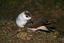 Black-capped petrel (Pterodroma hasitata) found on the road to Valle Nuevo National Park, Dominican Republic