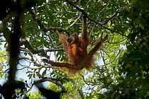 Tapanuli Orangutan (Pongo tapanuliensis) Beta, adult female, mother of Beti, climbing, Batang Toru Forest, Sumatran Orangutan Conservation Project North Sumatran Province, Indonesia.