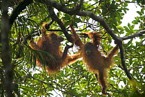 Tapanuli Orangutan (Pongo tapanuliensis) Beti, juvenile female approximate age 6 years, playing with mother, Beta, Batang Toru Forest,Sumatran Orangutan Conservation Project, North Sumatran Province,...
