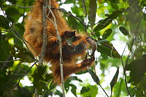 Tapanuli Orangutan (Pongo tapanuliensis) Beti, juvenile female, daughter of Beta, drinking from Pitcher plant, Batang Toru Forest, Sumatran Orangutan Conservation Project, North Sumatran Province, Ind...
