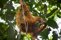 Tapanuli Orangutan (Pongo tapanuliensis) Beti, juvenile female, daughter of Beta, drinking from Pitcher plant. Batang Toru Forest, Sumatran Orangutan Conservation Project North Sumatran Province  In...
