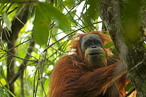 Tapanuli Orangutan (Pongo tapanuliensis) Inda, adult female, feeding on climbing Pandanus. Batang Toru Forest, Sumatran Orangutan Conservation Project, North Sumatran Province,  Indonesia