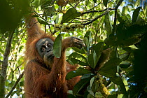 Tapanuli Orangutan (Pongo tapanuliensis) Inda, adult female, Batang Toru Forest, Sumatran Orangutan Conservation Project, North Sumatran Province, Indonesia.