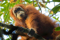 Tapanuli orangutan (Pongo tapanuliensis) Beta, adult female, mother of Beti, Batang Toru Forest Sumatran Orangutan Conservation Project,  North Sumatran Province, Indonesia.