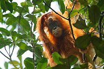 Tapanuli Orangutan (Pongo tapanuliensis) Beti, juvenile female approximate age 6 years, daughter of Beta. Batang Toru Forest, Sumatran Orangutan Conservation Project, North Sumatran Province,  Indone...