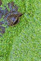 Morelet&#39;s crocodile (Crocodylus moreletii) close up of eye under pond weed, captive Catemaco Lake, Los Tuxtlas Biosphere Reserve, Mexico, July