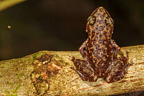 Leprus chirping frog (Eleutherodactylus leprus), Catemaco Lake, Los Tuxtlas Rainforest, Mexico, July