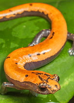 Broadfoot mushroomtongue salamander (Bolitoglossa platydactyla), Catemaco Lake, Los Tuxtlas Rainforest, Mexico, July