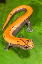 Broadfoot mushroomtongue salamander (Bolitoglossa platydactyla), Catemaco Lake, Los Tuxtlas Rainforest, Mexico, July
