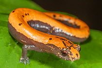 Broadfoot mushroomtongue salamander (Bolitoglossa platydactyla), , Catemaco Lake, Los Tuxtlas Rainforest, Mexico, July
