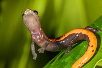 Broadfoot mushroomtongue Salamander (Bolitoglossa platydactyla) reaching for upper leaf, Catemaco Lake, Los Tuxtlas Rainforest, Mexico, July