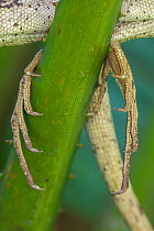 Brown basilisk (Basiliscus vittatus) feet, Catemaco Lake, Los Tuxtlas Rainforest, Mexico, July