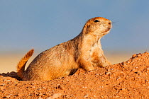 Black-tailed prairie dog (Cynomys ludovicianus) at burrows entrance, Janos Biosphere Reserve, northern Mexico, October
