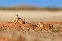 Black-tailed prairie dog (Cynomys ludovicianus) feeding at burrows entrance, Janos Biosphere Reserve, northern Mexico, October