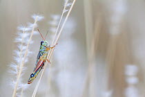 Pasture grasshopper (Melanoplus confusus) in grass stalk, Janos Biosphere Reserve, northern Mexico, October