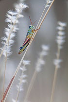 Pasture grasshopper (Melanoplus confusus) in grass stalk, Janos Biosphere Reserve, northern Mexico, October