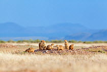 Black-tailed prairie dog (Cynomys ludovicianus) at burrows entrance, Janos Biosphere Reserve, northern Mexico, October
