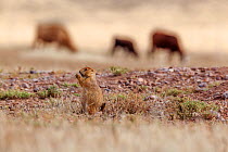 Black-tailed prairie dog (Cynomys ludovicianus) feeding, with cattle passing behind, Janos Biosphere Reserve, northern Mexico, October