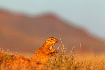 Black-tailed Prairie Dog (Cynomys ludovicianus) at burrows entrance, Janos Biosphere Reserve, northern Mexico, October