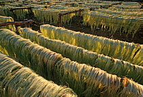 Henequen (Agave fourcroydes) fibres drying, X-Kanchakan, Yucatan Peninsula, Mexico, February