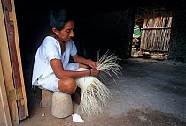 Maya woman weaving Panama hat with fibres of Jipijapa (Carludovica palmata) a palm-like perennial plant, Santa Cruz Hacienda, Yucatan Peninsula, Mexico, June