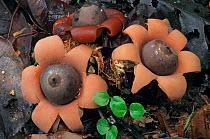 Rounded earthstar mushroom (Geastrum saccatum), Lacandon Rainforest, Montes Azules Biosphere Reserve, southern Mexico, August