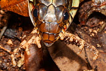 Speckled racer serpent (Drymobius margaritiferus) juvenile eating Southern gulf coast toad (Incilius / Bufo valliceps), Kinichna, Yucatan Peninsula, Mexico, August