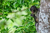 Central American spider monkey (Ateles geoffroyi) juvenile eating, Calakmul Biosphere Reserve, Yucatan Peninsula, Mexico, August