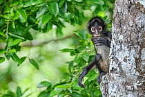 Central American spider monkey (Ateles geoffroyi) juvenile eating, Calakmul Biosphere Reserve, Yucatan Peninsula, Mexico, August
