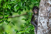 Central American spider monkey (Ateles geoffroyi) juvenile, Calakmul Biosphere Reserve, Yucatan Peninsula, Mexico, August