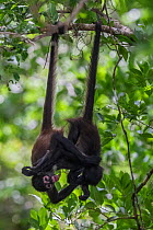Central American spider monkey (Ateles geoffroyi) juveniles hanging by tails and playing, Calakmul Biosphere Reserve, Yucatan Peninsula, Mexico, August