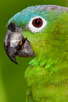 Northern mealy Amazon parrot (Amazona guatemalae) captive, Palenque, southern Mexico, July