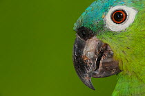 Northern mealy Amazon parrot (Amazona guatemalae), captive, Palenque, southern Mexico, July