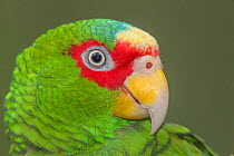 White-fronted Amazon parrot (Amazona albifrons), captive, Palenque, southern Mexico, July