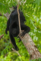 Mantled howler monkey (Alouatta pigra), Yaxchilan Natural Monument, Lacandon Rainforest, southern Mexico, July
