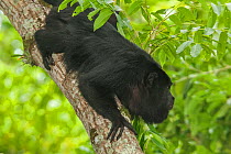 Mantled howler monkey (Alouatta pigra), Yaxchilan Natural Monument, Lacandon Rainforest, southern Mexico, July