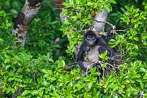 Central American spider monkey (Ateles geoffroyi) feeding, Dzibanche, Yucatan Peninsula, Mexico, August
