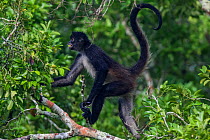 Central American Spider Monkey (Ateles geoffroyi) with fruit in mouth, Dzibanche, Yucatan Peninsula, Mexico, August