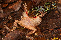 Speckled Racer Serpent (Drymobius margaritiferus) juvenile eating Southern Gulf Coast Toad (Incilius / Bufo valliceps), Kinichna, Yucatan Peninsula, Mexico, August