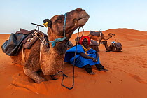 Guide and Arabian / Dromedary Camel (Camelus dromedarius) trekking, Erg Chebbi dunes near Merzouga, Sahara Desert, Morocco, October