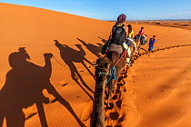 Tourists trekking on domestic Arabian / Dromedary Camel (Camelus dromedarius) with shadows cast on sand, Erg Chebbi dunes near Merzouga, Sahara Desert, Morocco, October