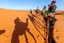 Tourists trekking on domestic Arabian / Dromedary Camel (Camelus dromedarius) with shadows cast on sand, Erg Chebbi dunes near Merzouga, Sahara Desert, Morocco, October