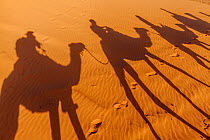 Shadows of tourists riding domestic Arabian / Dromedary Camel (Camelus dromedarius) on sand, Erg Chebbi dunes near Merzouga, Sahara Desert, Morocco, October