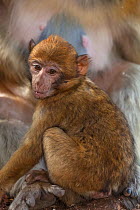 Barbary Macaque (Macaca sylvanus) baby, Ifrane Forest National Park, Morocco, October