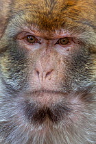 Barbary Macaque (Macaca sylvanus), Ifrane Forest National Park, Morocco, October