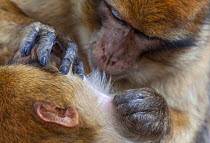 Barbary Macaque (Macaca sylvanus) grooming, Ifrane Forest National Park, Morocco, October