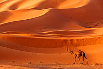 Arabian / Dromedary Camel (Camelus dromedarius), domesticated, Erg Chebbi dunes near Merzouga, Sahara Desert, Morocco, October