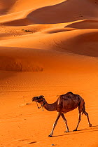 Arabian / Dromedary Camel (Camelus dromedarius), domesticated, Erg Chebbi dunes near Merzouga, Sahara Desert, Morocco, October