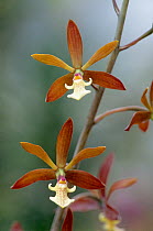 Michoacan pollardia orchid (Pollardia michuacana) flower. Cultivated, found in mixed forest in central and southern Mexico, Guatemala and Honduras, March