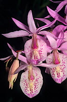 Showy barkeria orchid (Barkeria spectabilis) flower. Cultivated, found in oak forest in southern Mexico, Guatemala and El Salvador, March